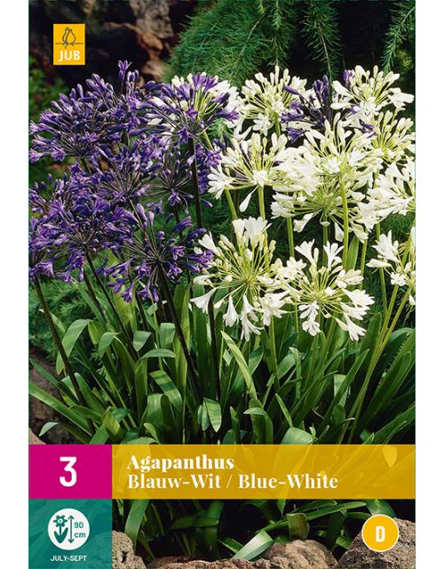 JUB Agapanthus Blauw/Wit 3 stuks