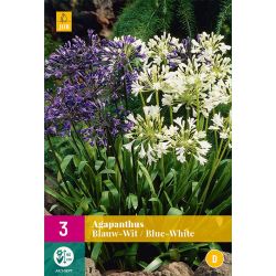 JUB Agapanthus Blauw/Wit 3 stuks