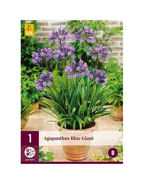 JUB Agapanthus Blue Giant 1 stuk