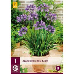 JUB Agapanthus Blue Giant 1 stuk