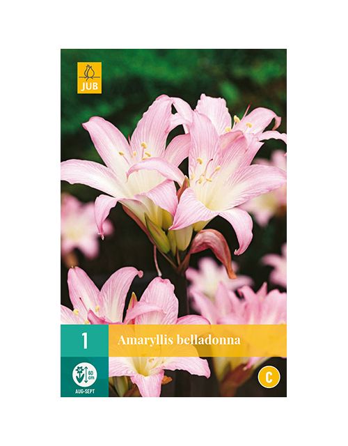JUB Amaryllis Belladonna 1 stuk