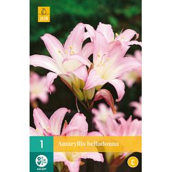 JUB Amaryllis Belladonna 1 stuk