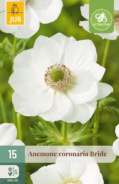 JUB Anemone coronaria bride 15st