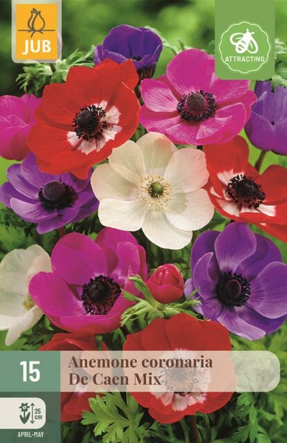 JUB Anemone coronaria de caen mix 15st