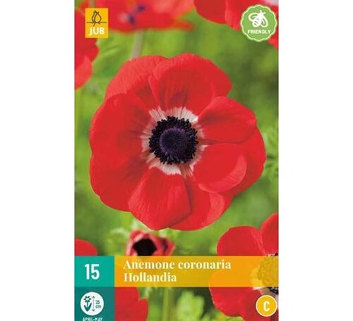 JUB Anemone coronaria hollandia 15st