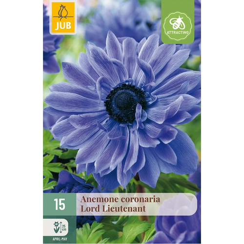 JUB Anemone coronaria lord lieutenant 15st