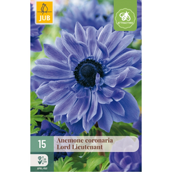 JUB Anemone coronaria lord lieutenant 15st