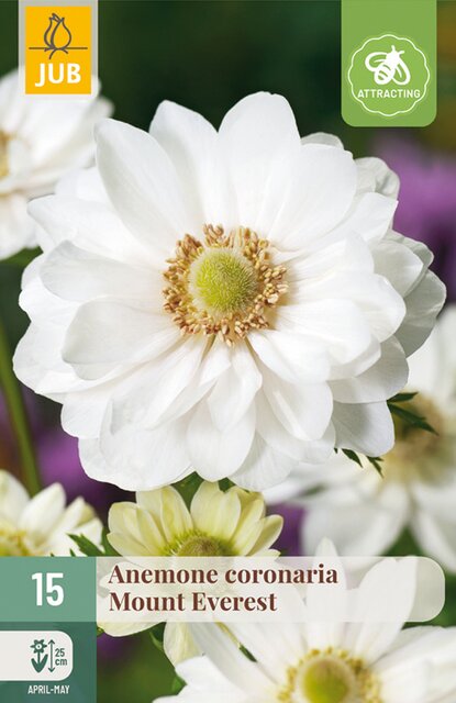 JUB Anemone coronaria mount everest 15st