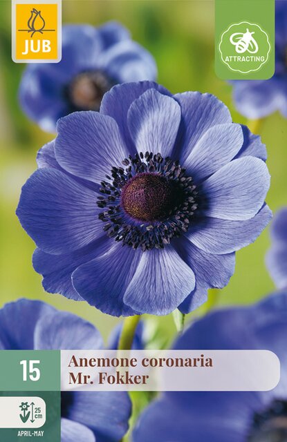 JUB Anemone coronaria mr. fokker 15st