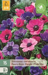 JUB Anemone coronaria paars/roze mix 15st