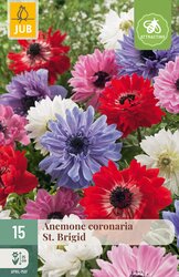 JUB Anemone coronaria st. brigid mix 15st