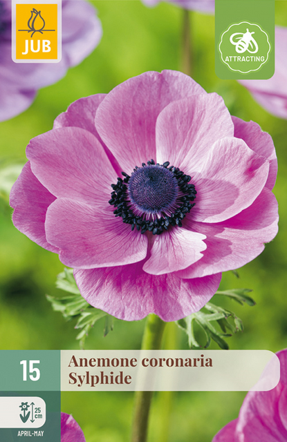 JUB Anemone coronaria sylphide 15st