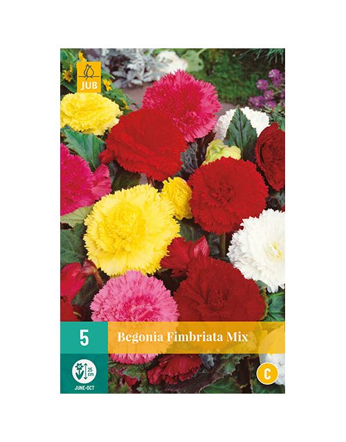 JUB Begonia Fimbriata Mix 5 stuks