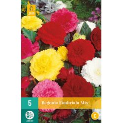 JUB Begonia Fimbriata Mix 5 stuks