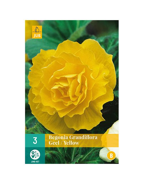 JUB Begonia Grandiflora Geel 3 stuks