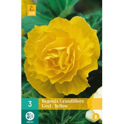 JUB Begonia Grandiflora Geel 3 stuks