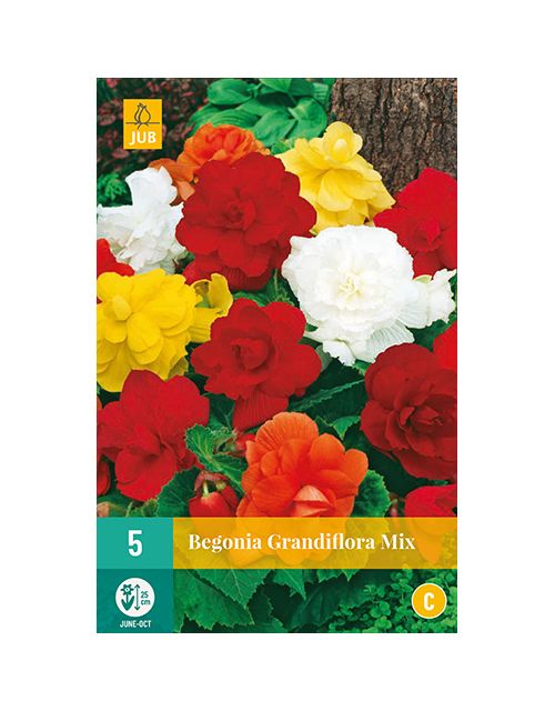 JUB Begonia Grandiflora Mix 5 stuks
