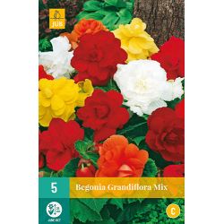 JUB Begonia Grandiflora Mix 5 stuks