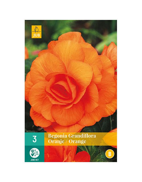 JUB Begonia Grandiflora Oranje 3 stuks