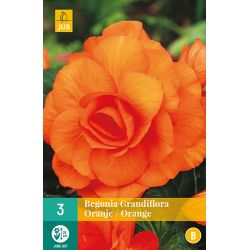JUB Begonia Grandiflora Oranje 3 stuks