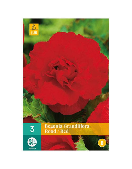 JUB Begonia Grandiflora Rood 3 stuks