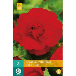 JUB Begonia Grandiflora Rood 3 stuks