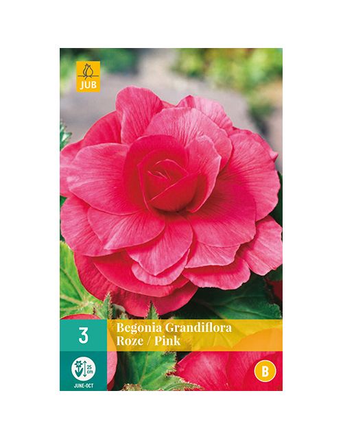 JUB Begonia Grandiflora Roze 3 stuks