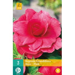 JUB Begonia Grandiflora Roze 3 stuks