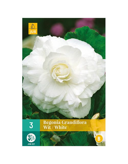 JUB Begonia Grandiflora Wit 3 stuks