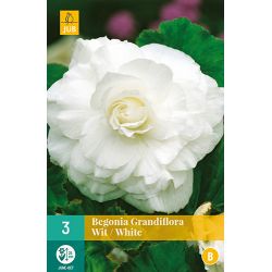 JUB Begonia Grandiflora Wit 3 stuks