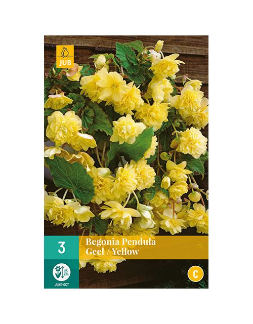 JUB Begonia Pendula Geel 3 stuks