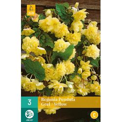 JUB Begonia Pendula Geel 3 stuks