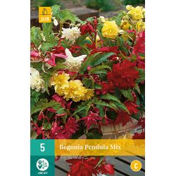 JUB Begonia Pendula Mix 5 stuks