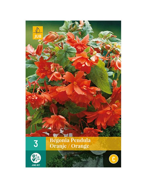 JUB Begonia Pendula Oranje 3 stuks