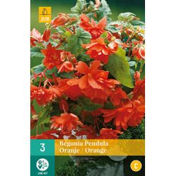 JUB Begonia Pendula Oranje 3 stuks
