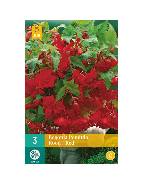 JUB Begonia Pendula Rood 3 stuks