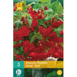 JUB Begonia Pendula Rood 3 stuks