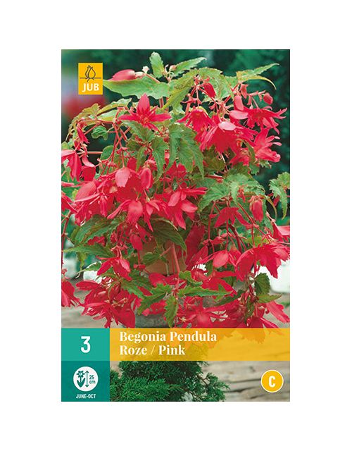 JUB Begonia Pendula Roze 3 stuks