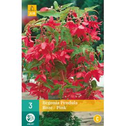 JUB Begonia Pendula Roze 3 stuks