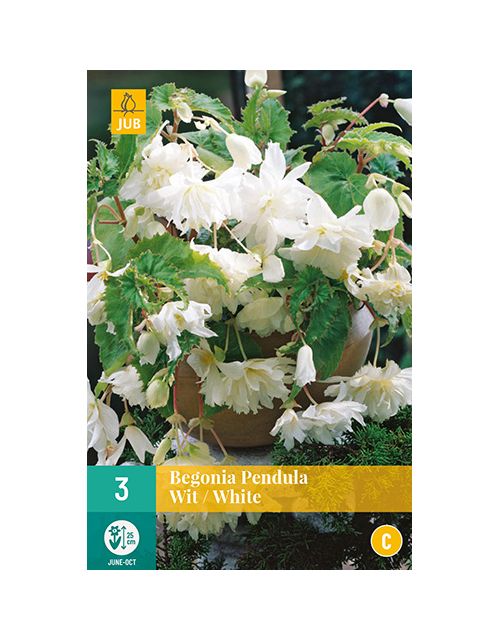 JUB Begonia Pendula Wit 3 stuks