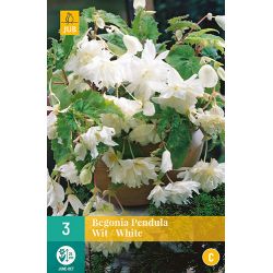 JUB Begonia Pendula Wit 3 stuks