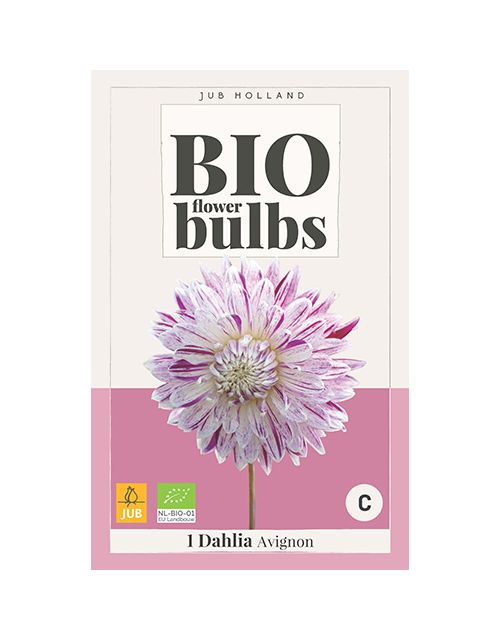 JUB Bio Dahlia Avignon 1 stuk