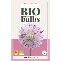 JUB Bio Dahlia Avignon 1 stuk