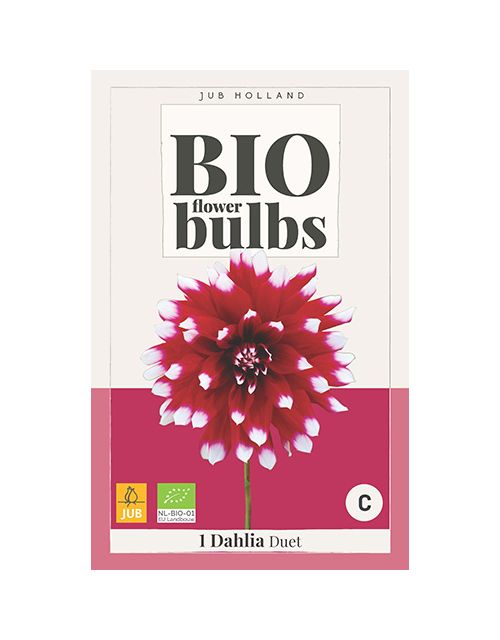 JUB Bio Dahlia Duet 1 stuk