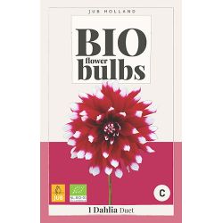 JUB Bio Dahlia Duet 1 stuk