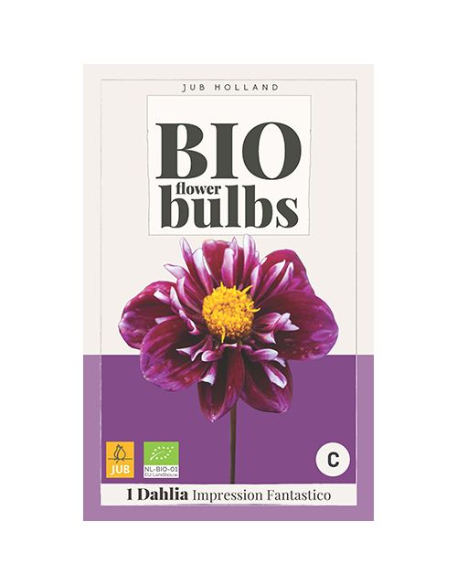 JUB Bio Dahlia Impression Fantastico 1 stuk