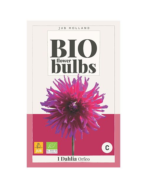 JUB Bio Dahlia Orfeo 1 stuk
