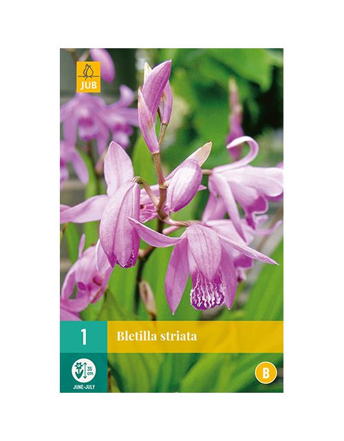JUB Bletilla Striata 1 stuk