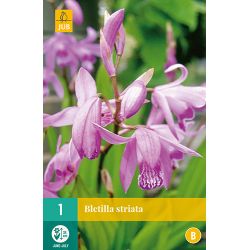 JUB Bletilla Striata 1 stuk