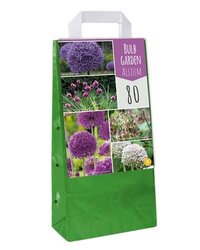 JUB Bulb garden allium 80st
